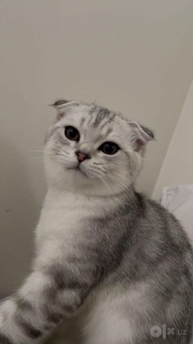 Замечательный вислоухий котик в добрые руки!