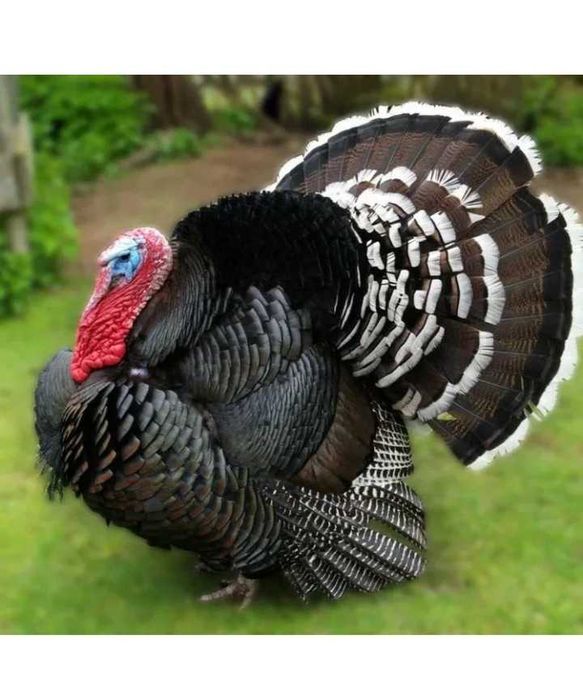 Яйцо инкубационное индюшиное