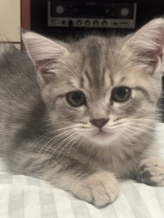 Британская порода