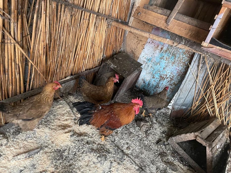 Куры породы Кучинские