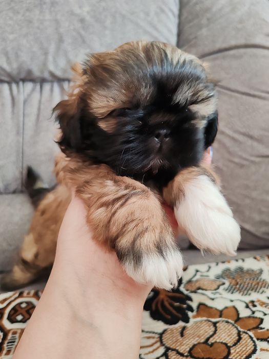 Продам щенка шитцу