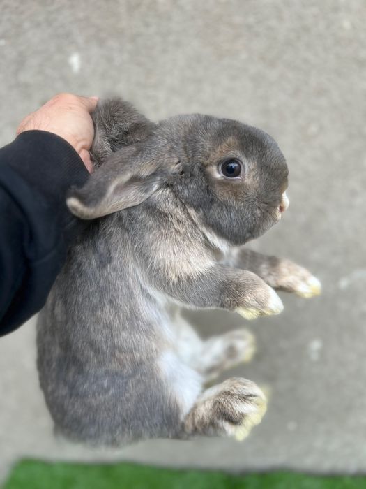 Карлик баран қуёнлар