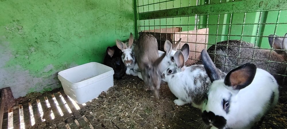 Зайци, домашни зайци заешко месо