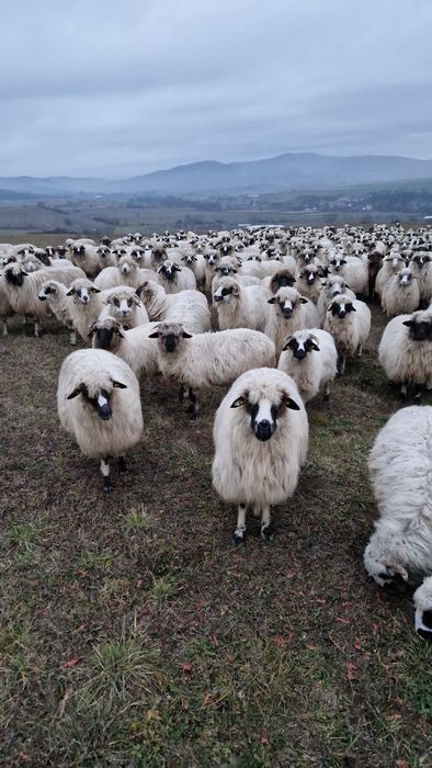 Oi tinere de vanzare