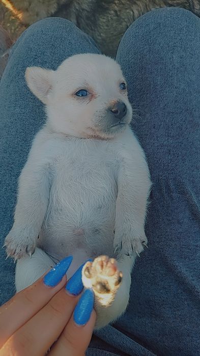 Щенки 2 девочки отдам в хорошие руки