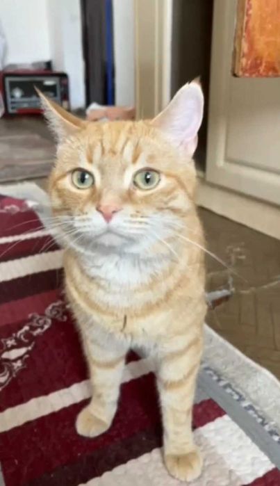 Рыжий котик ищет дом