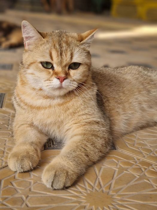 Золотая шиншила  1 . 4 месяц