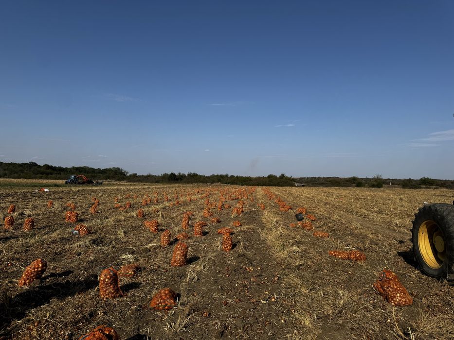 Vand ceapa rotunda in cantitate mare si mica