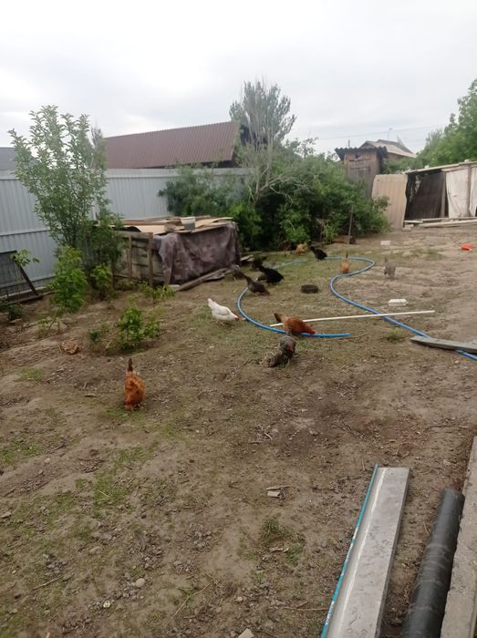 Курицы разные породы