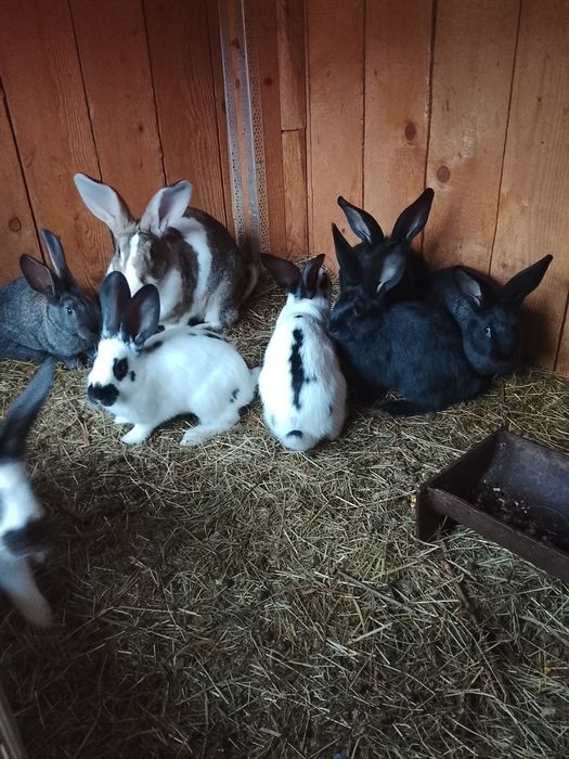 Vând iepuri de doua luni