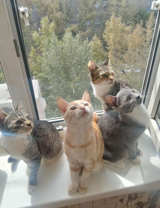 Отдаём котят в добрые руки.