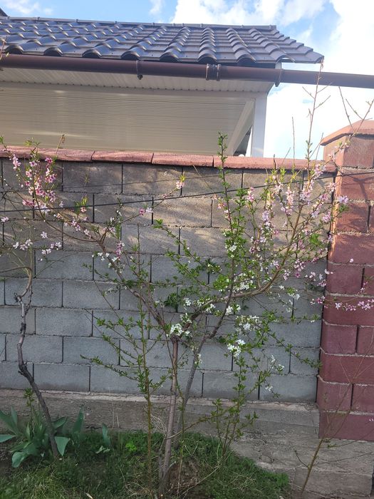 Растения, Тошкент, Самарканд.