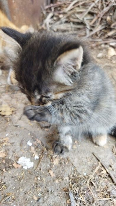 Котята г.Шу сибирская