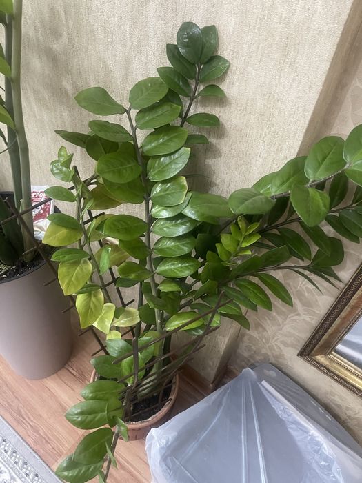 Комнатные цветы для души