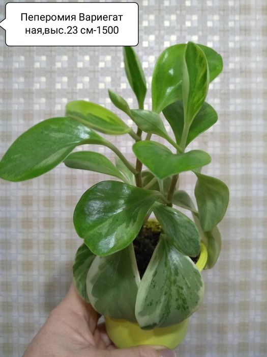 Продам комнатные цветы