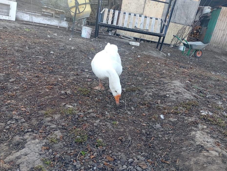 Продам гусей и утки