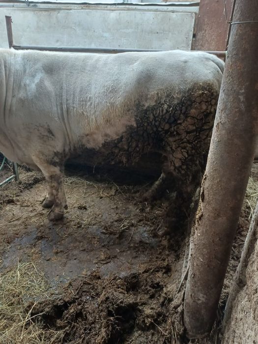 Продам Быка Аулиеколь