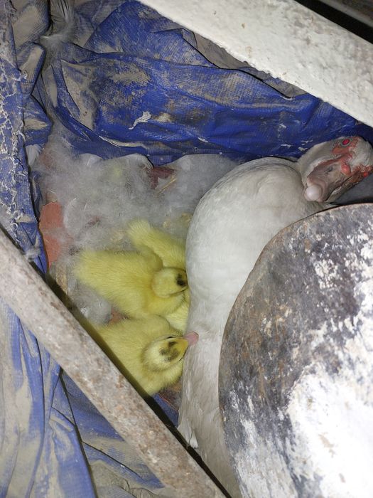 Indoutka bolalari bilan birga