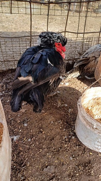 Индаутка дайин кораз