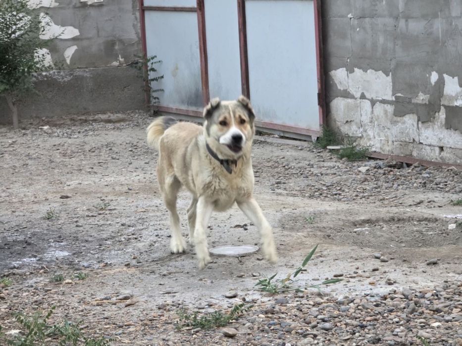 Алабай кучуги берилади