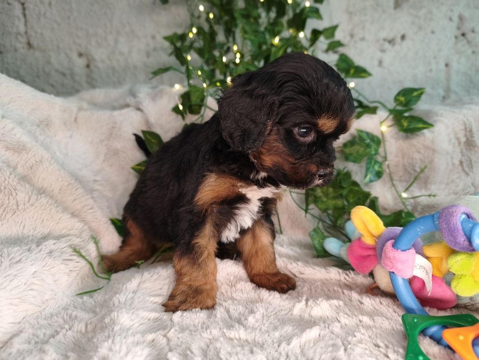 Vand baietel Cavapoo F1 black and tan.