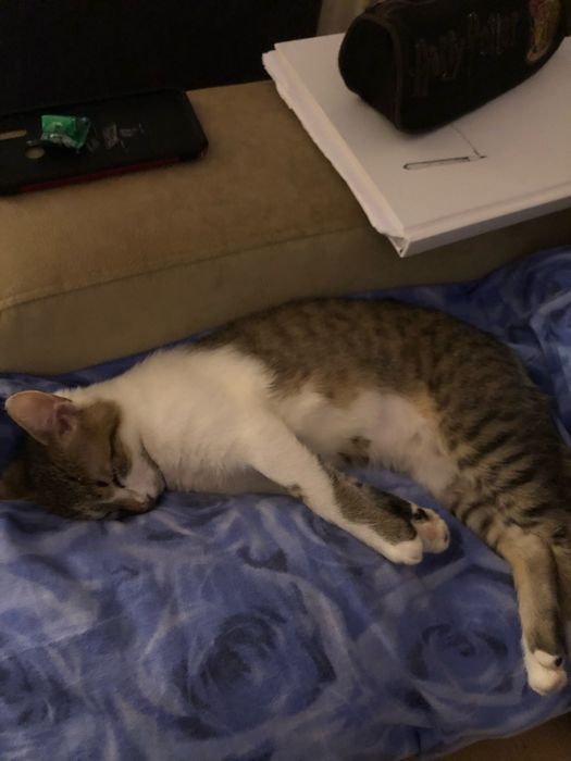 Donez pisica  siameza