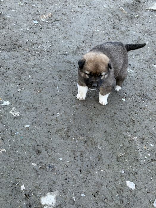 Продам алабаев две девочки