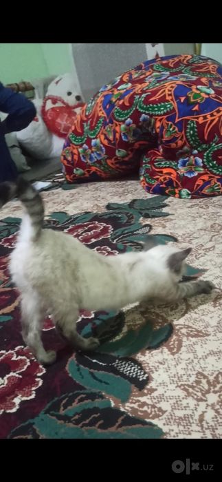 продается котенок в хорошие руки