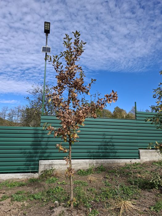 Mesteacan alb, tei argintiu, stejar verde, platani, frasin