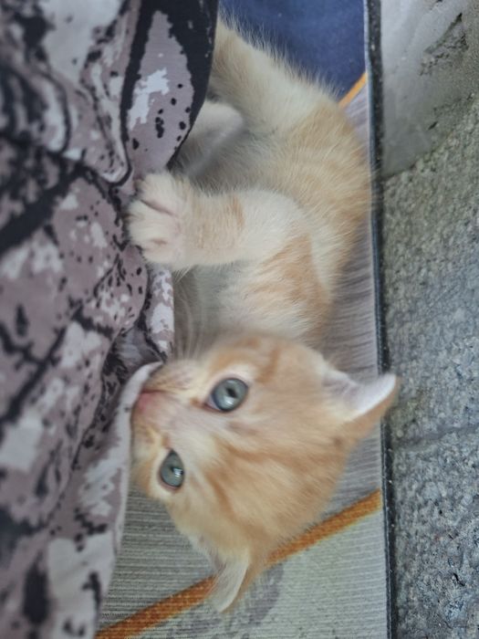 Котёнок Породистый