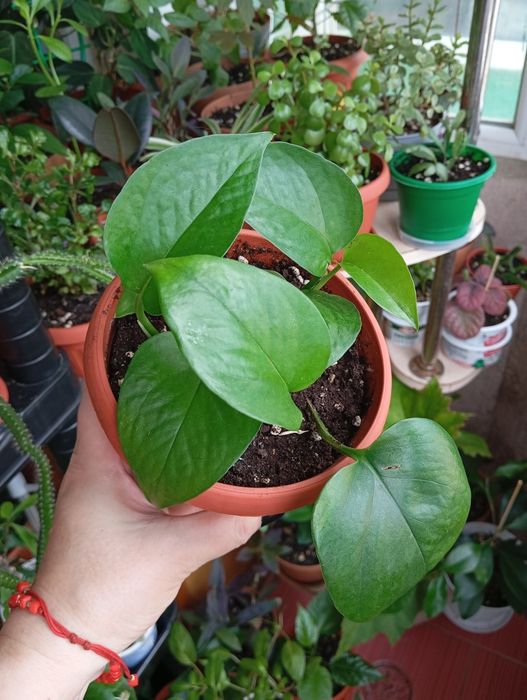 Комнатные растения продам