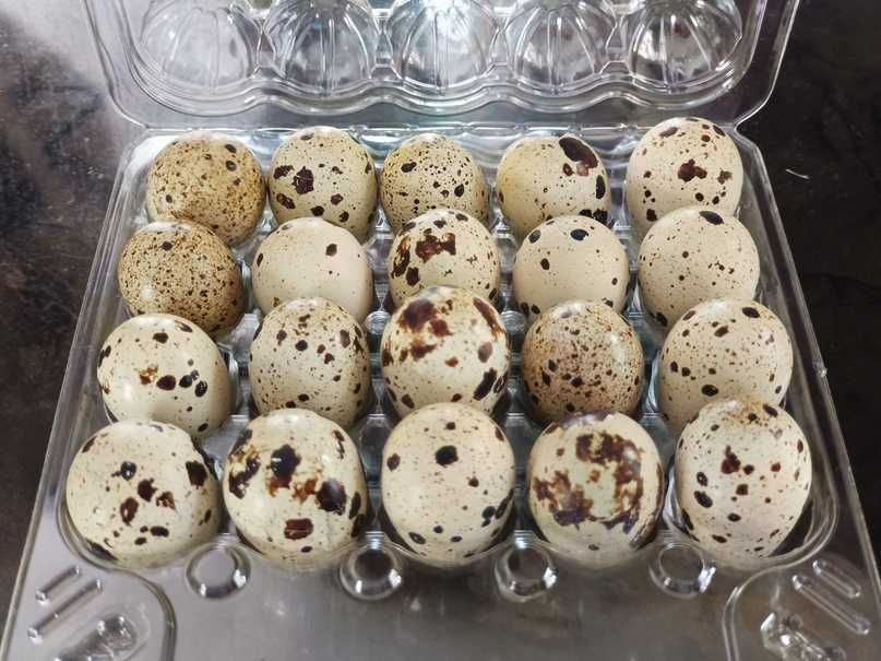 Перепелиные яйца из собственной фермы