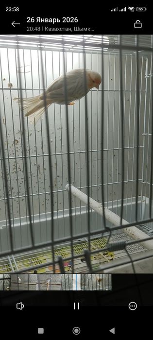 Канарейка сатинет