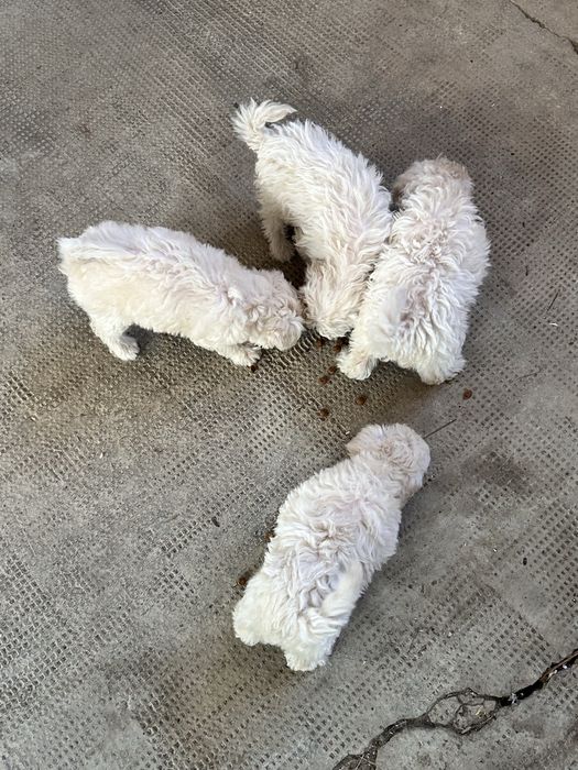 Pui Bichon Maltez de vânzare - 4 cățeluși