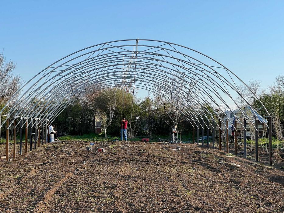 Solare legume , flori