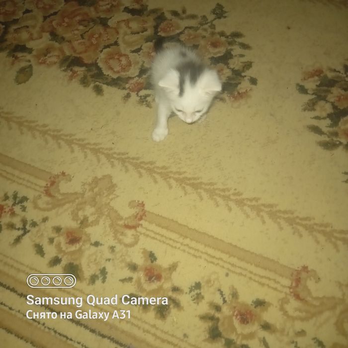 Котята домашние.