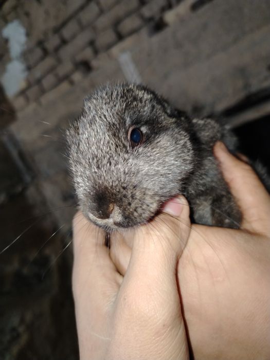 Quyon bolasi 2.oylik