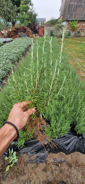 Butași de lavandă, rozmarin, salvia, echinaceea, immortele.