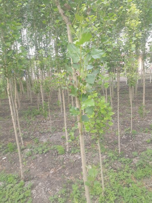 Yer sotiladi 5 sotok