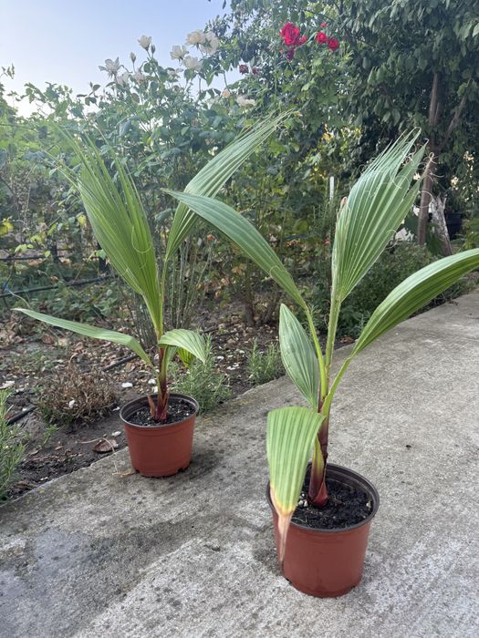 Vand palmieri Washingtonia robusta 30-40cm