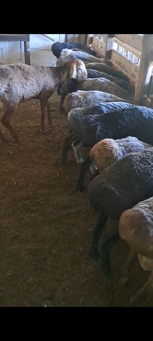 Кошкар Продам жирный