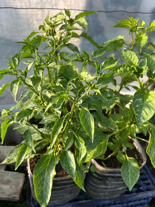 Рассада в ассортименте