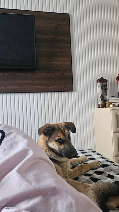 Потерялся щенок девочка