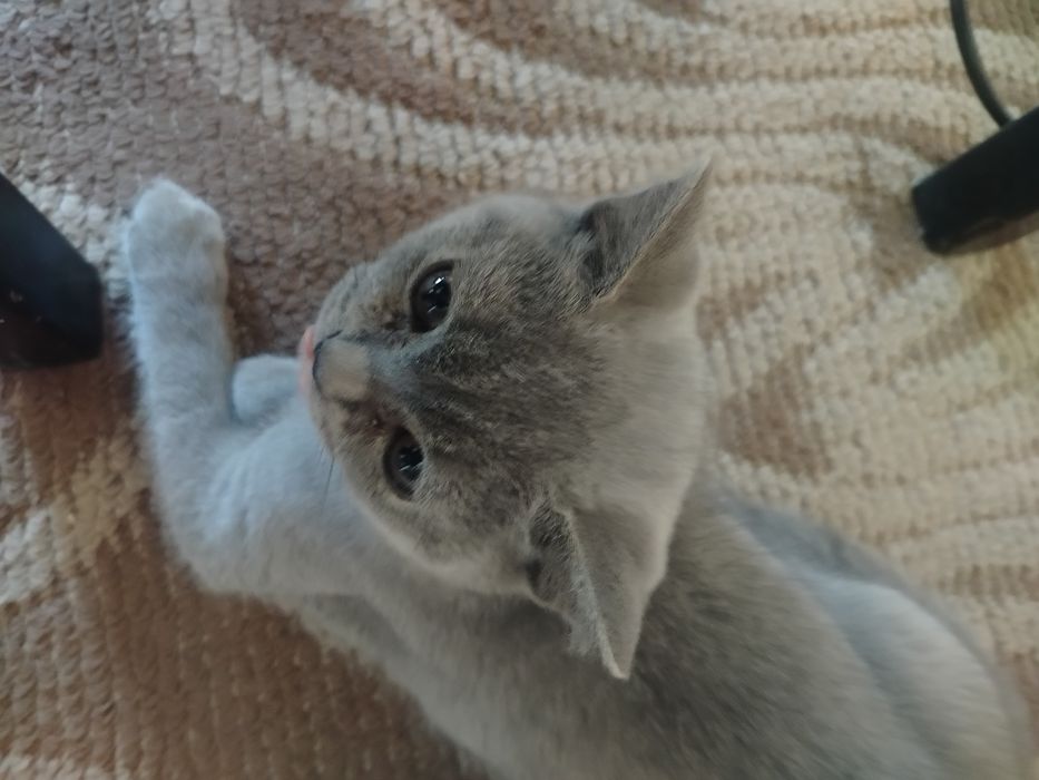 Британско мъжко коте