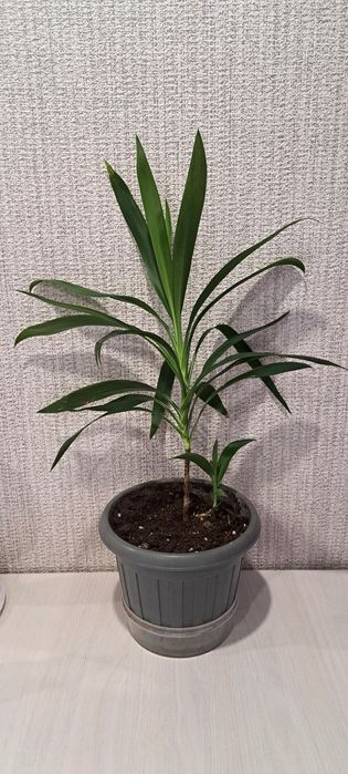 Продам цветок Юкка