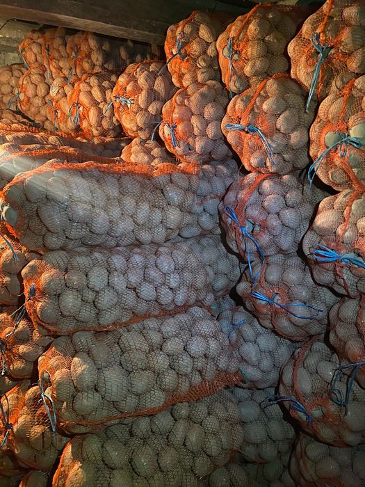 Cartofi consum Bellaros