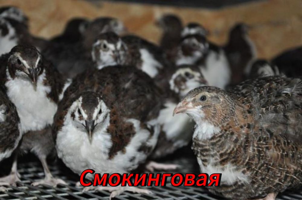 Инкубационные яица перепел