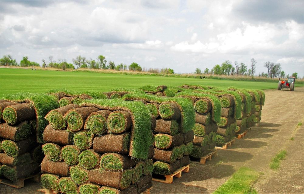 Рулоновый газон натуральный