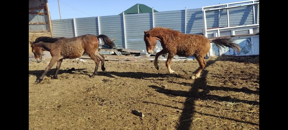 Продам лошадей, отком