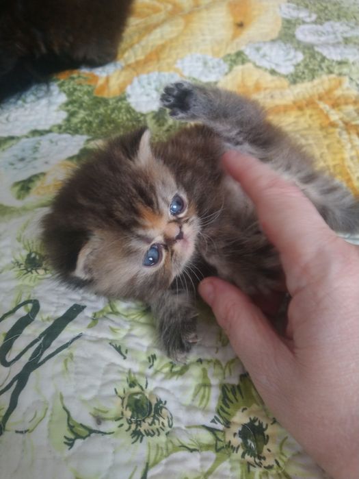 Продам котенка экзот